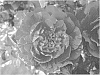 Rosa%20hybrida%20%27Sproulsun%27