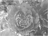 Rosa%20hybrida%20%27Sproulsun%27