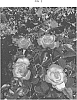 Rosa%20hybrid%20%27GRAflr%27
