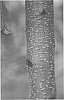 Prunus%20persica%20%28L.%29%20Batsch%20%27NSRED14262%27