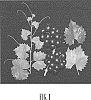 Vitis%20rotundifolia%20Michx.%20%27Floriana%27