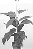 Ficus%20bussei%20%27ESFIBU1802%27