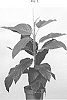 Ficus%20bussei%20%27ESFIBU1802%27