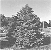 Picea%20glauca%20var.%20densata%20%27Charlie%20J.%20Nickel%27