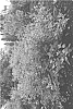 Vitex%20hybrida%20%27HELEN%20FROEHLICH%27