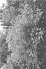 Vitex%20hybrida%20%27HELEN%20FROEHLICH%27