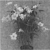 Mandevilla%20hybrida%20%27Sunpa%202671%27