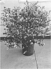 Syringa%20meyeri%20%27JDB123WHITEHOUSE%27