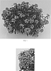 Lobularia%20maritima%20%27Balbeezurp%27