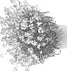 Erysimum%20linifolium%20%27DERSUSGBP%27