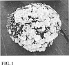 Chrysanthemum%20xmorifolium%20Ramat.%20%27Zanmudove%20Yellow%27
