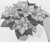 Euphorbia%20pulcherrima%20%27NPCW18289%27