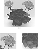 Pelargonium%20x%20hortorum%20%27TOSTD0188%27