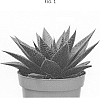 Aloe%20hybrid%20x%20Gasteria%20hybrid%20%27OVROCKS06%27