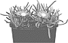 Delosperma%20nubigenum%20%27P15R1%27