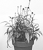 Echinacea%20purpurea%20%27JS%20Engeltje%27