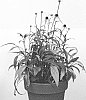 Echinacea%20purpurea%20%27JS%20Engeltje%27