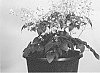 Epimedium%20hybrid%20%27Magnificent%27