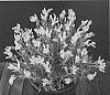 Lavandula%20stoechas%20pedunculata%20%27FW%20Whimsical%27