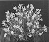 Lavandula%20stoechas%20pedunculata%20%27FW%20Whimsical%27