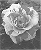 Rosa%20hybrid%20%27GRAtgx%27