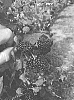 Rubus%20subgenus%20Rubus%20Watson%20%27APF-205T%27
