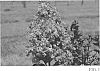 Lagerstroemia%20hybrid%20%27DJ%2001-14%27