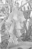 Lachenalia%20Jacq.%20f.%20ex%20Murray%20%27Rainbow%20Bells%27
