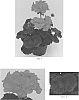 Pelargonium%20x%20hortorum%20%27TOSTC0563%27
