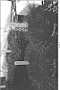 Cynodon%20dactylon%20var.%20dactylon%20Pers.%20accession%20A12268%20x%20C.%20transvaalensis%20Burtt-Davy%20OSU%20selection%20%272747%27%20%27OKC%201131%27