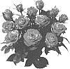 Rosa%20hybrida%20%27KORpot087%27