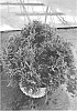 Juniperus%20chinensis%20%27SMNJCHM%27