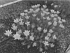 Leucadendron%20stelligerum%20x%20discolor%20%27Hawaii%20Sunrise%27