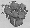 Hibiscus%20hybrid%20%28L.%29%20%2715334-1%20GR%27