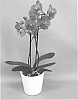Phalaenopsis%20hybrid%20%27PHALGURZON%27