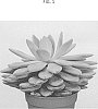 Echeveria%20hybrid%20%27Perle%20von%20Nurnberg%27%20x%20Pachypythum%20oviferum%20%27TSAECH1805%27