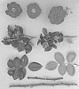 Rosa%20hybrida%20%27ZARrefre%27