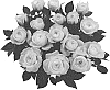 Rosa%20hybrida%20%27KORaroma08%27