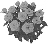 Rosa%20hybrida%20%27KORpot085%27