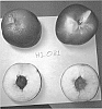 Prunus%20persica%20nucipersica%20%27Wanecttwo%27