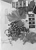 Vitis%20vinifera%20%27IFG%20Twenty-five%27
