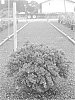 Cotoneaster%20xsuecicus%20%27Emerald%20Sprite%27