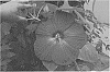 Hibiscus%20hybrid%20%28L.%29%20%2715516%20GR%27