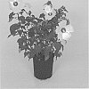 Hibiscus%20hybrid%20%28L.%29%20%2715011%20GR%27