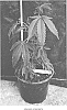 Cannabis%20hybrid%20%27PRIMO%20CHERRY%27
