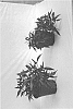 Ipomoea%20batatas%20%27ISGDP01-1%27