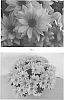 Chrysanthemum%20x%20morifolium%20%27CIDZ0098%27