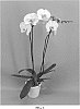 Phalaenopsis%20hybrid%20%27PHALGIPCOL%27
