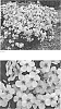 Phlox%20hybrid%20%27Opening%20Act%20Pink-a-Dot%27