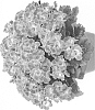 Pelargonium%20grandiflorum%20%27Regbero%27